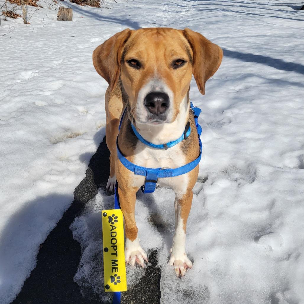 Enlarge Clara *My adoption fee has been sponsored!*, a Adoptable mixed breed in Briarcliff Manor, NY image 2/5