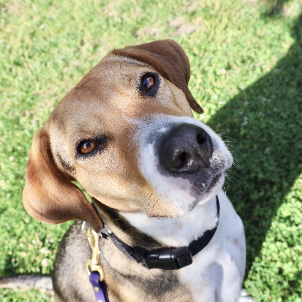 Enlarge Clara *My adoption fee has been sponsored!*, a Adoptable mixed breed in Briarcliff Manor, NY image 3/5