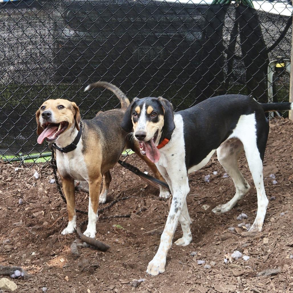 Enlarge Clara *My adoption fee has been sponsored!*, a Adoptable mixed breed in Briarcliff Manor, NY image 4/5