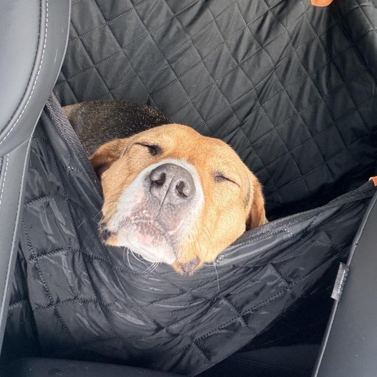 Enlarge Clara *My adoption fee has been sponsored!*, a Adoptable mixed breed in Briarcliff Manor, NY image 5/5