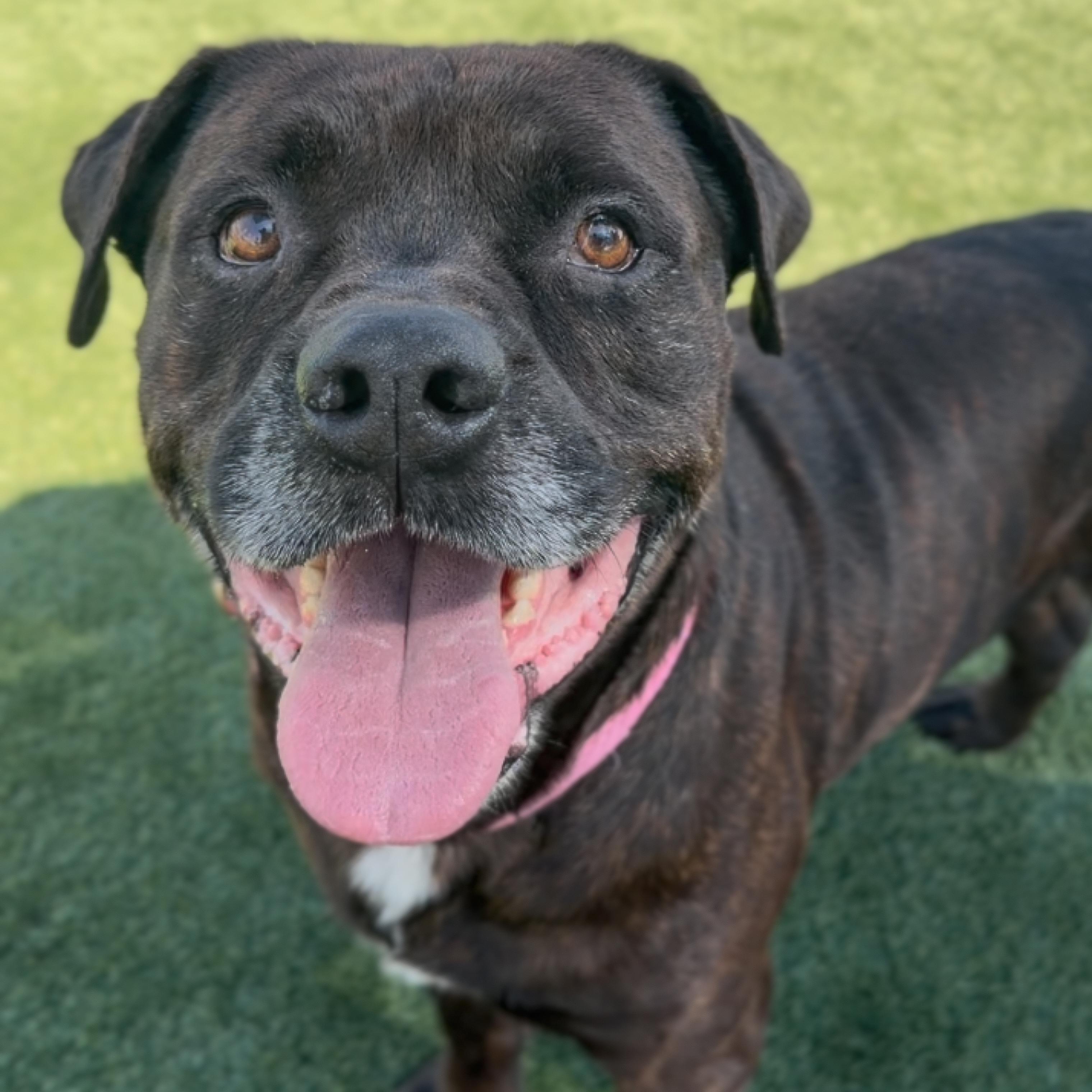 Enlarge Maverick, a Adoptable mixed breed in North Tustin, CA image 2/6