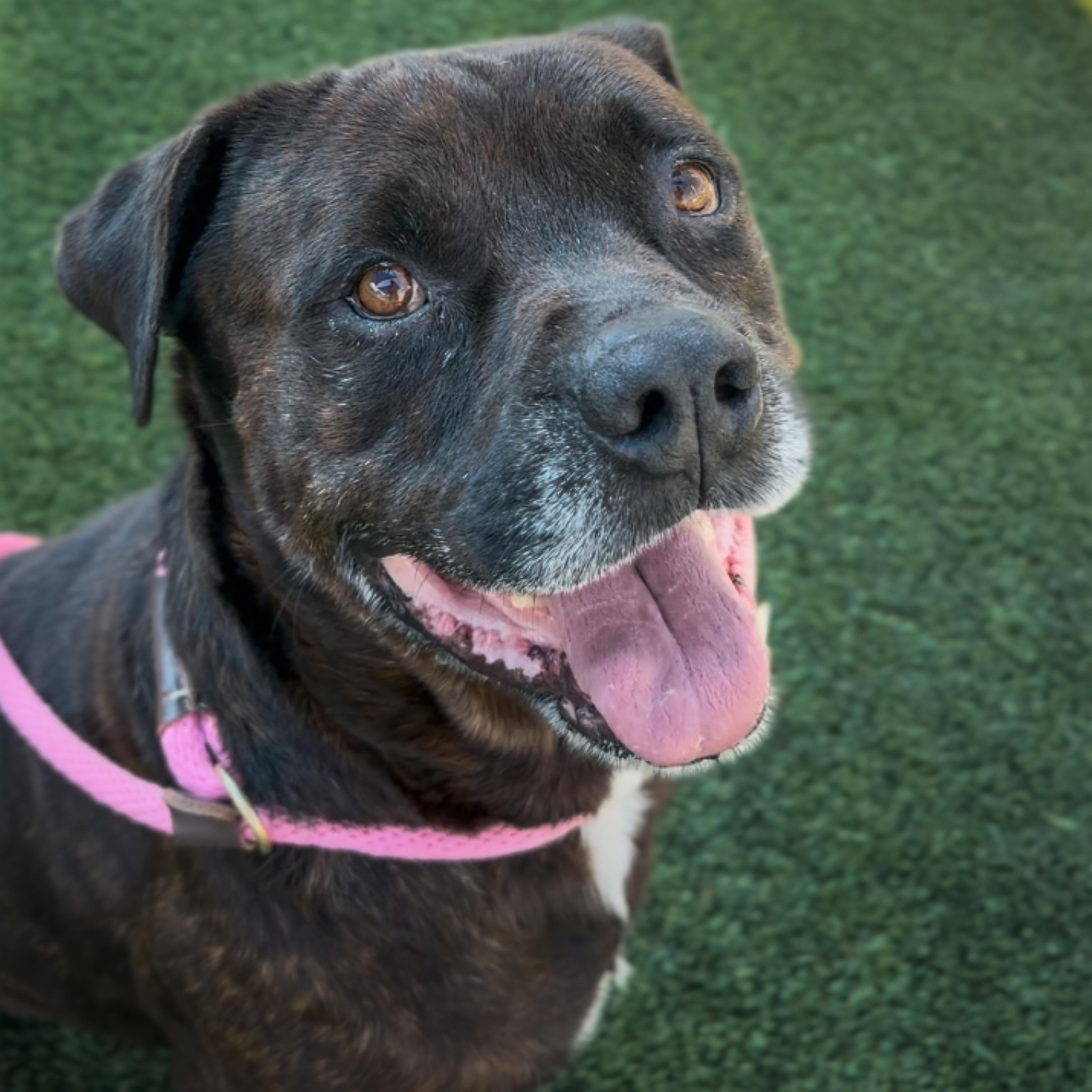 Enlarge Maverick, a Adoptable mixed breed in North Tustin, CA image 4/6