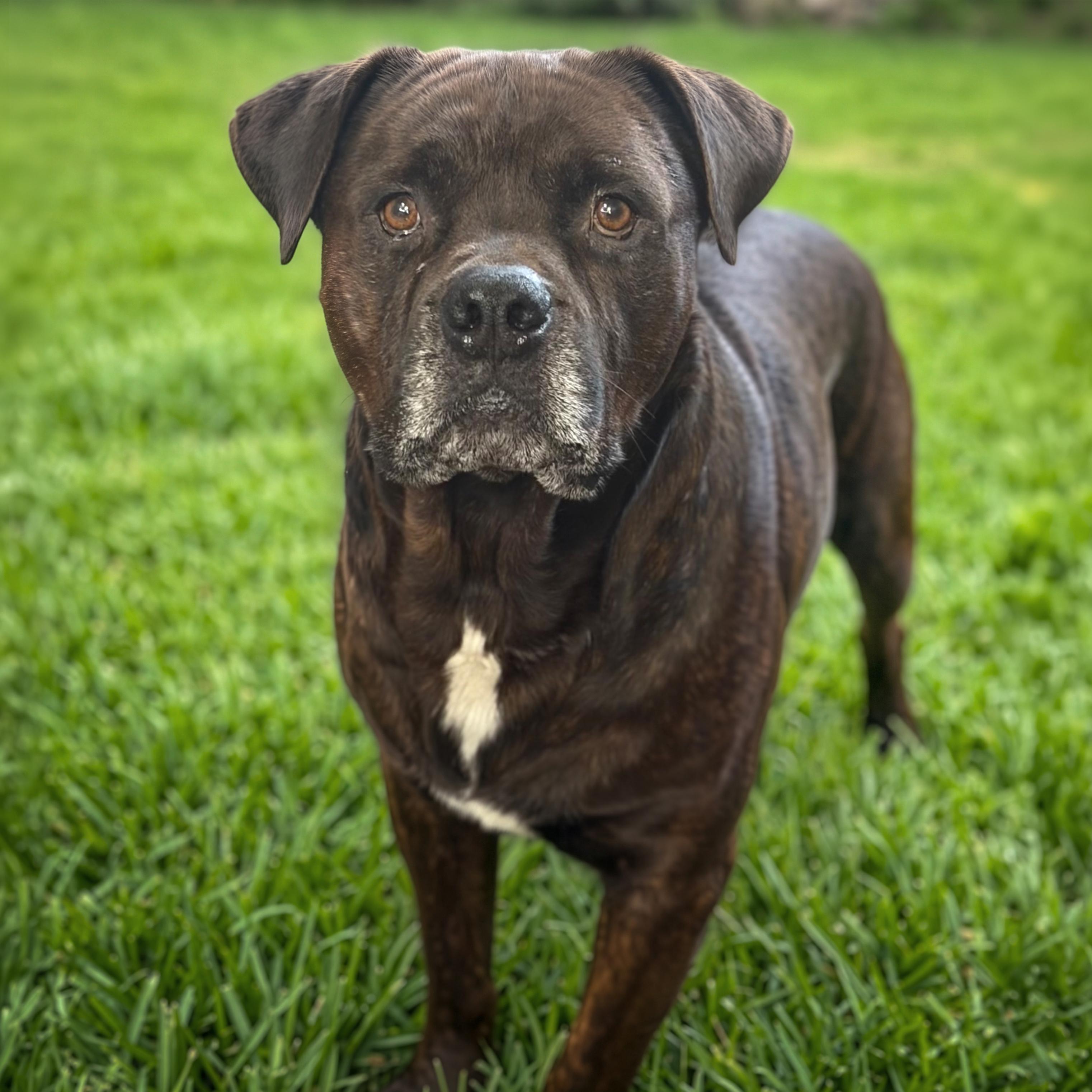 Maverick, Adoptable, Adult Male Staffordshire Bull Terrier & American Staffordshire Terrier.
