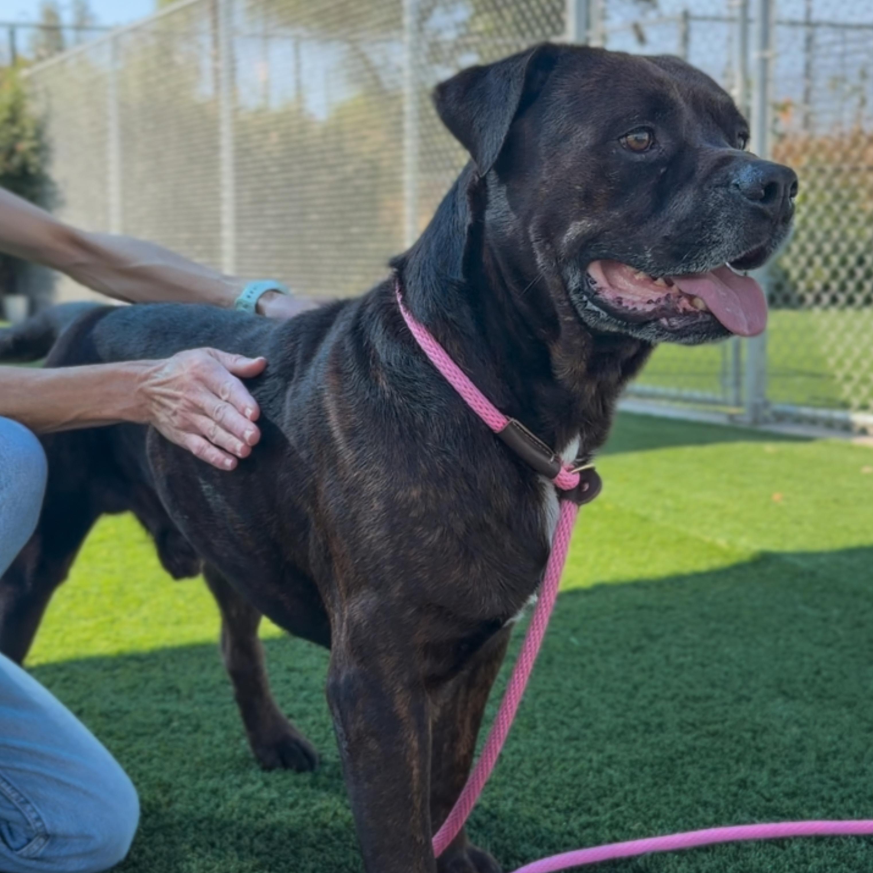 Enlarge Maverick, a Adoptable mixed breed in North Tustin, CA image 3/6