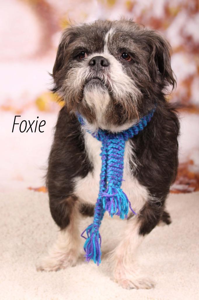 Foxie (knows Roxie), Adoptable, Adult Female American Bulldog & Shepherd.