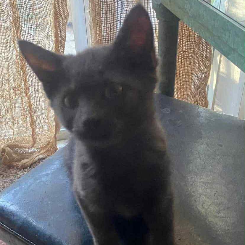 Blue, a Adoptable American Shorthair in SAN ANTONIO, TX image 1/2