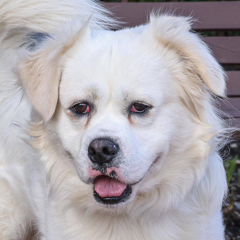 Enlarge Buddy, a ADOPTABLE mixed breed in Arlington Heights, IL image 1/2