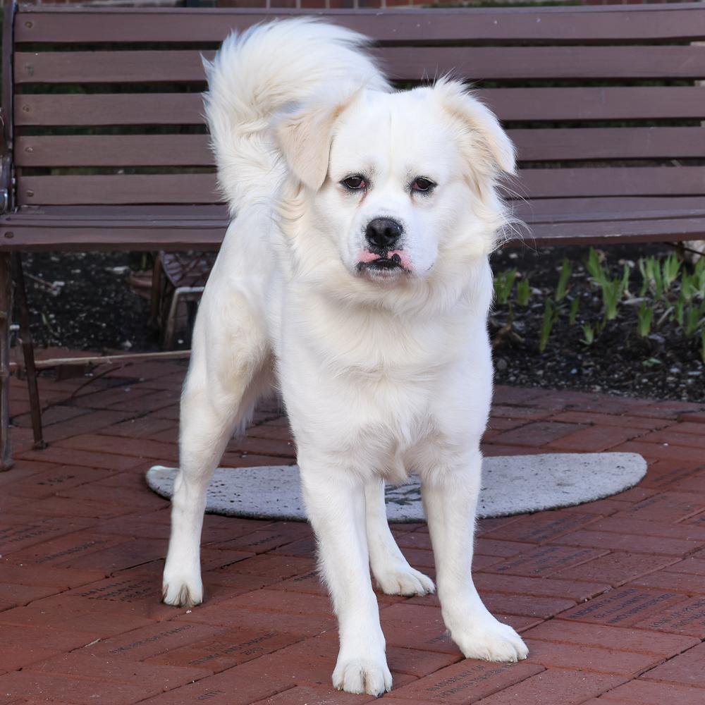 Enlarge Buddy, a ADOPTABLE mixed breed in Arlington Heights, IL image 2/2