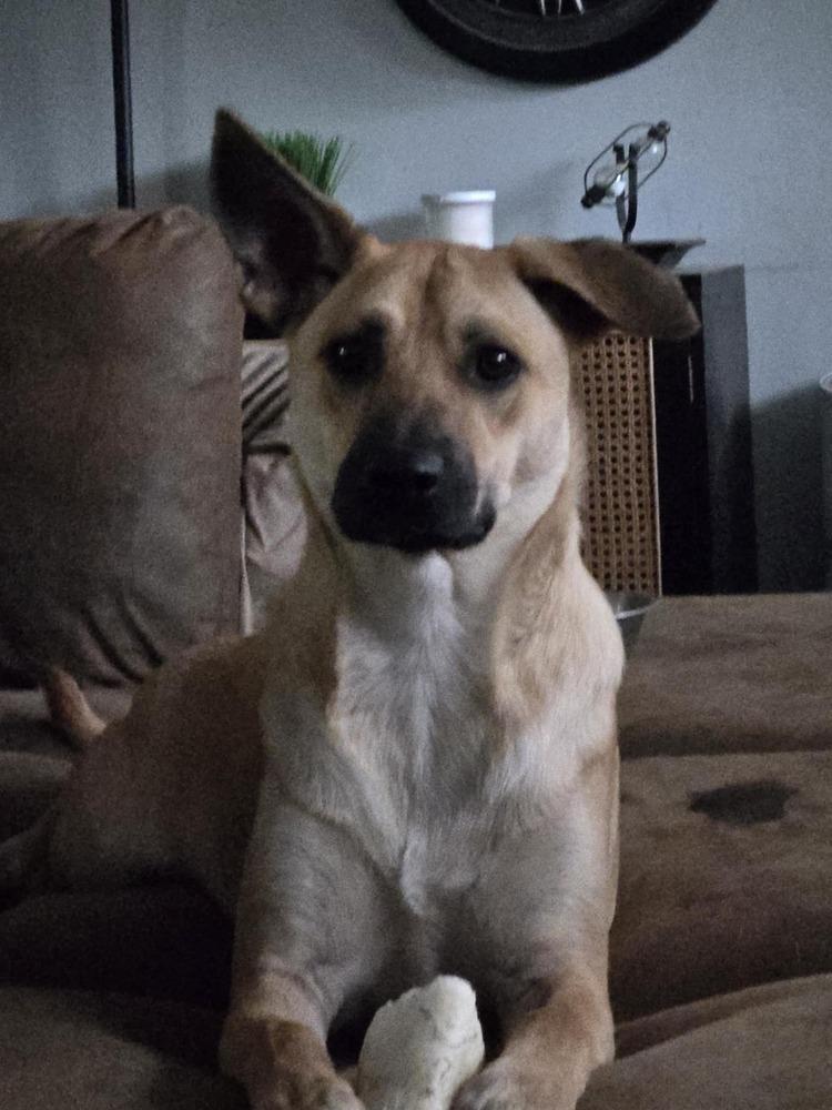 Chase, a Adoptable mixed breed in Lafayette, IN image 1/4