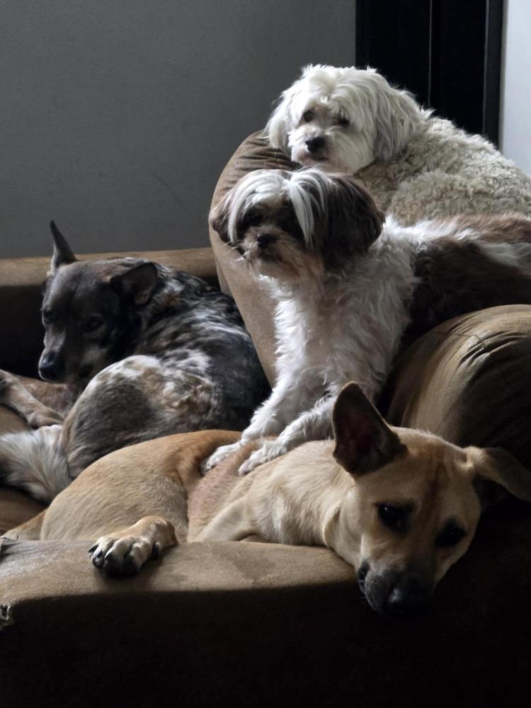 Chase, a Adoptable mixed breed in Lafayette, IN image 2/4