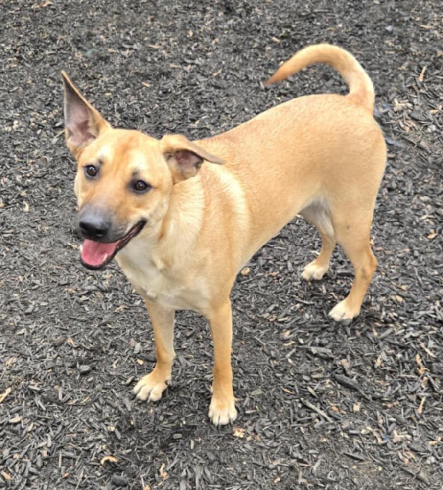 Chase, Adoptable, Young Male Shepherd & Labrador Retriever.