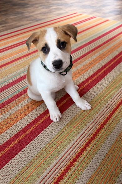 Haze Walker — thumbnail 4