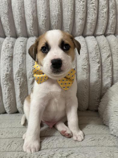 Haze Walker — thumbnail 6