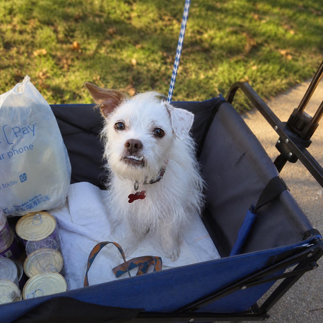 Enlarge Louie, a ADOPTABLE Terrier in Las Vegas, NV image 3/3