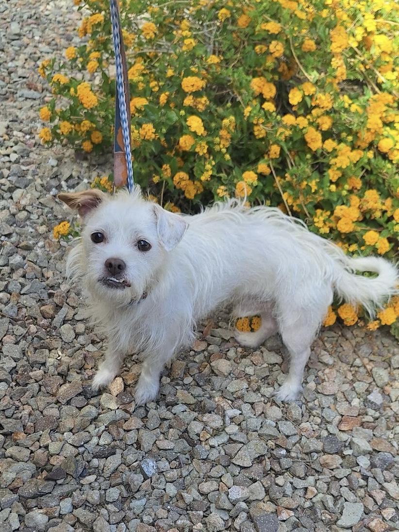Enlarge Louie, a ADOPTABLE Terrier in Las Vegas, NV image 2/3