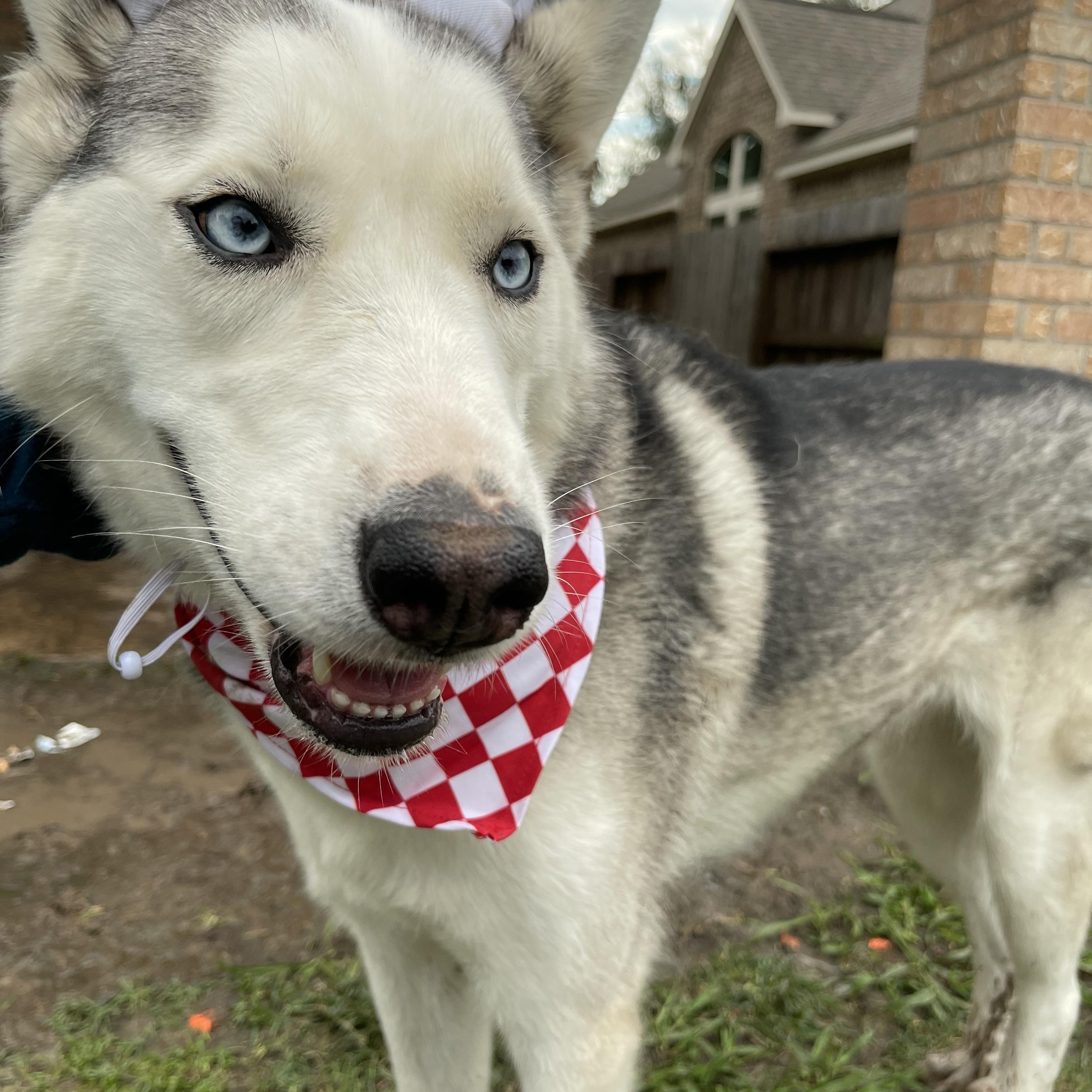 Bonnie, Adopted, Young Female Siberian Husky.