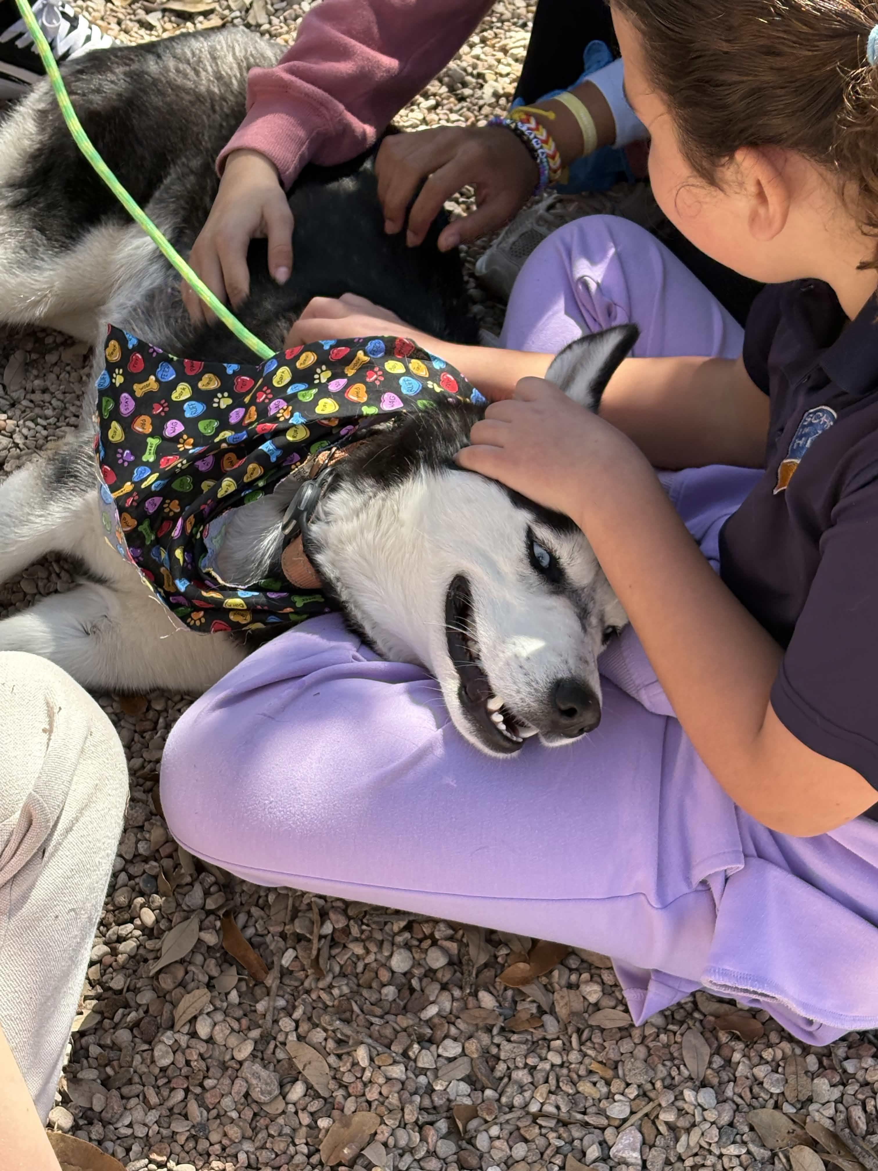 Enlarge Sprite, a Adoptable mixed breed in Portland, OR image 5/5