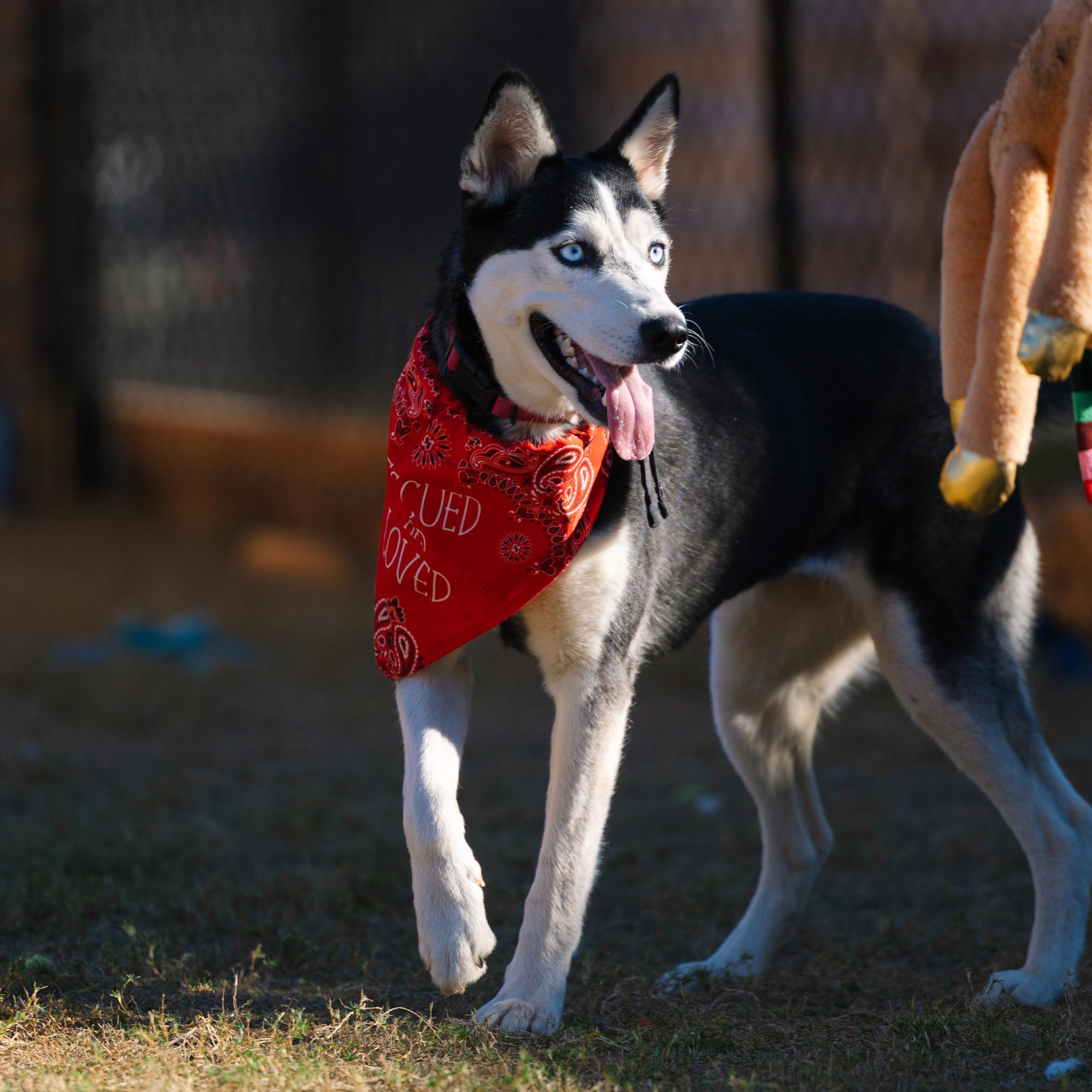 Enlarge Sprite, a Adoptable mixed breed in Portland, OR image 2/5