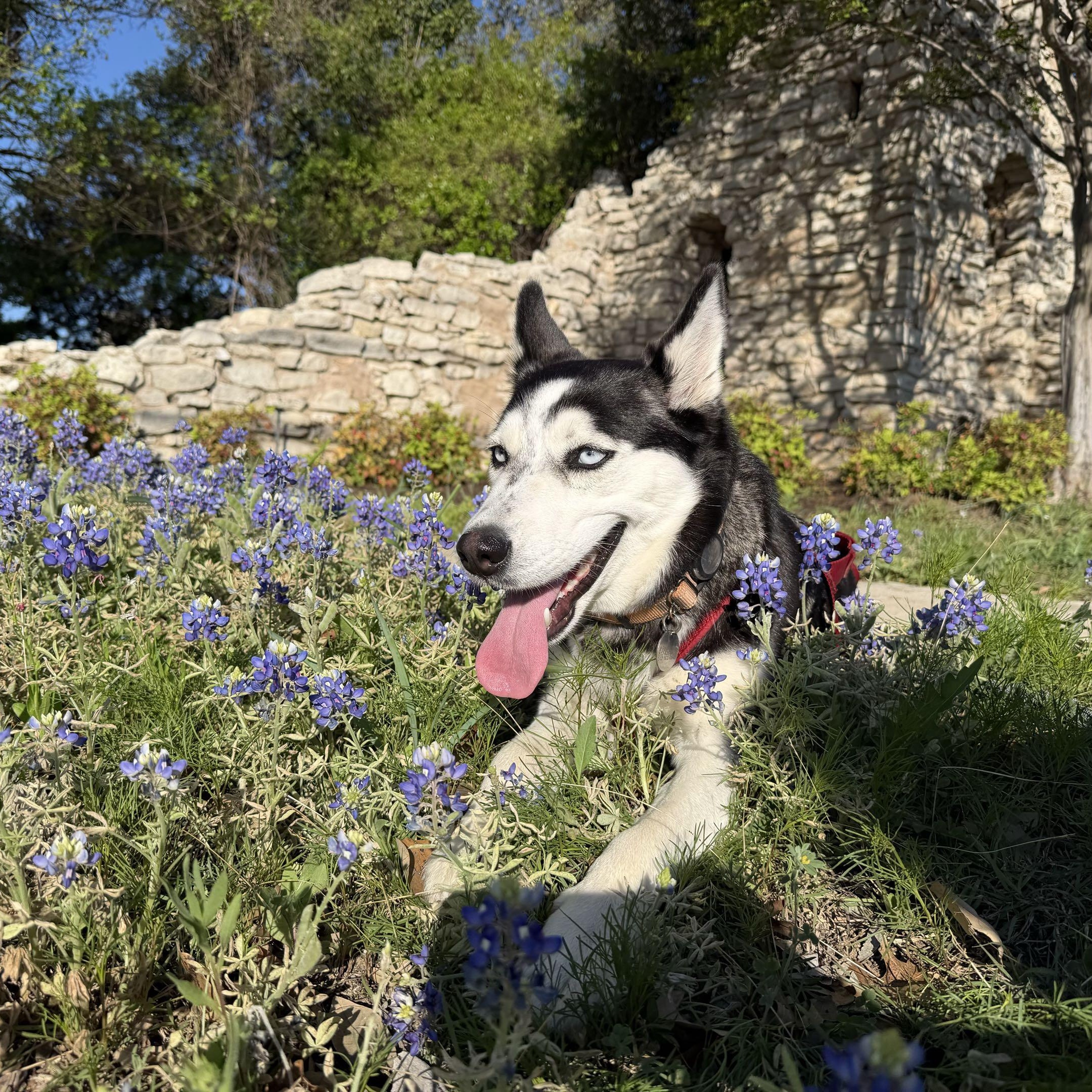 Enlarge Sprite, a Adoptable mixed breed in Portland, OR image 3/5
