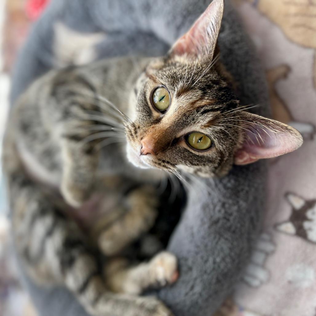 Enlarge Squirt, a Adoptable Domestic Short Hair in New Fairfield, CT image 1/6