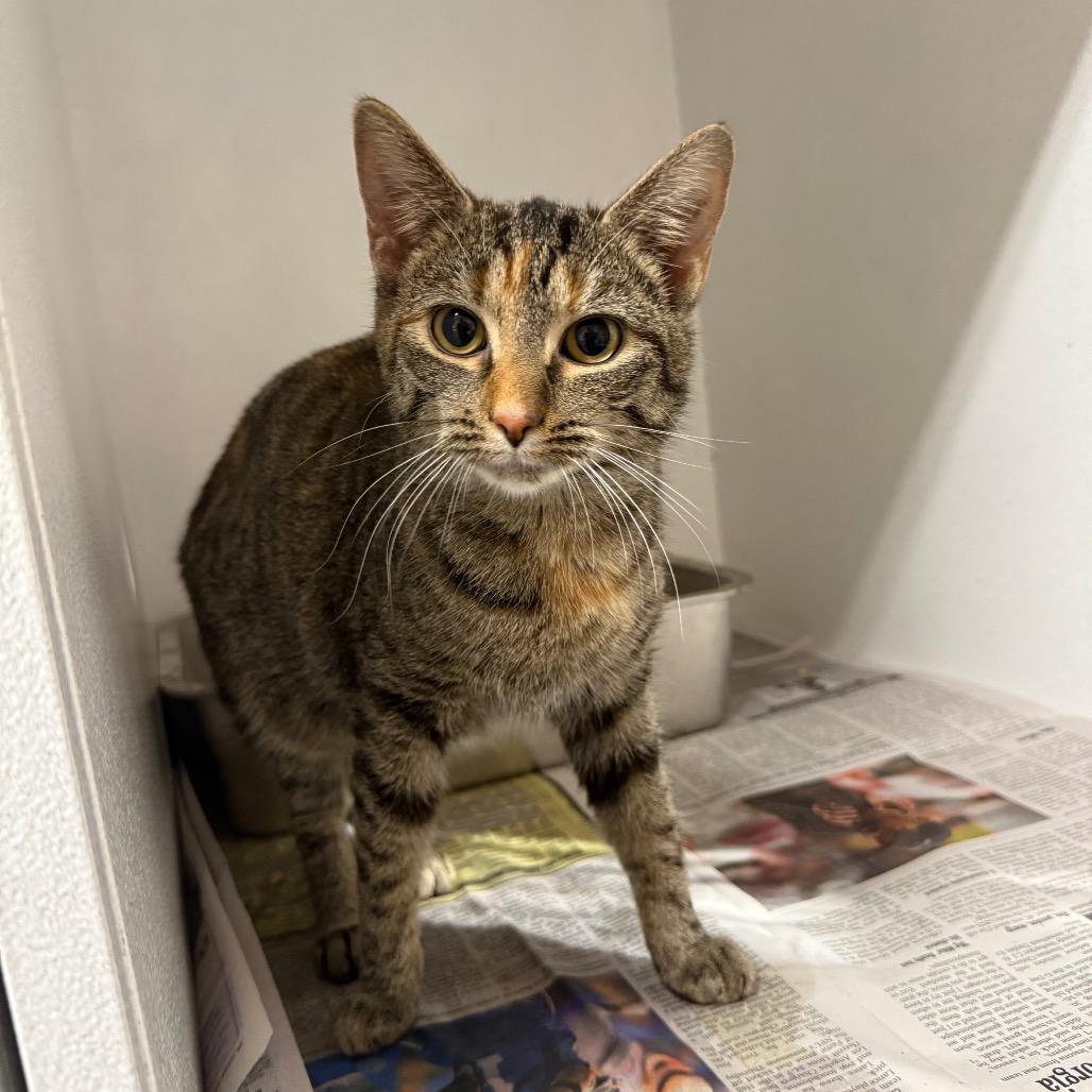 Enlarge Squirt, a Adoptable Domestic Short Hair in New Fairfield, CT image 2/6