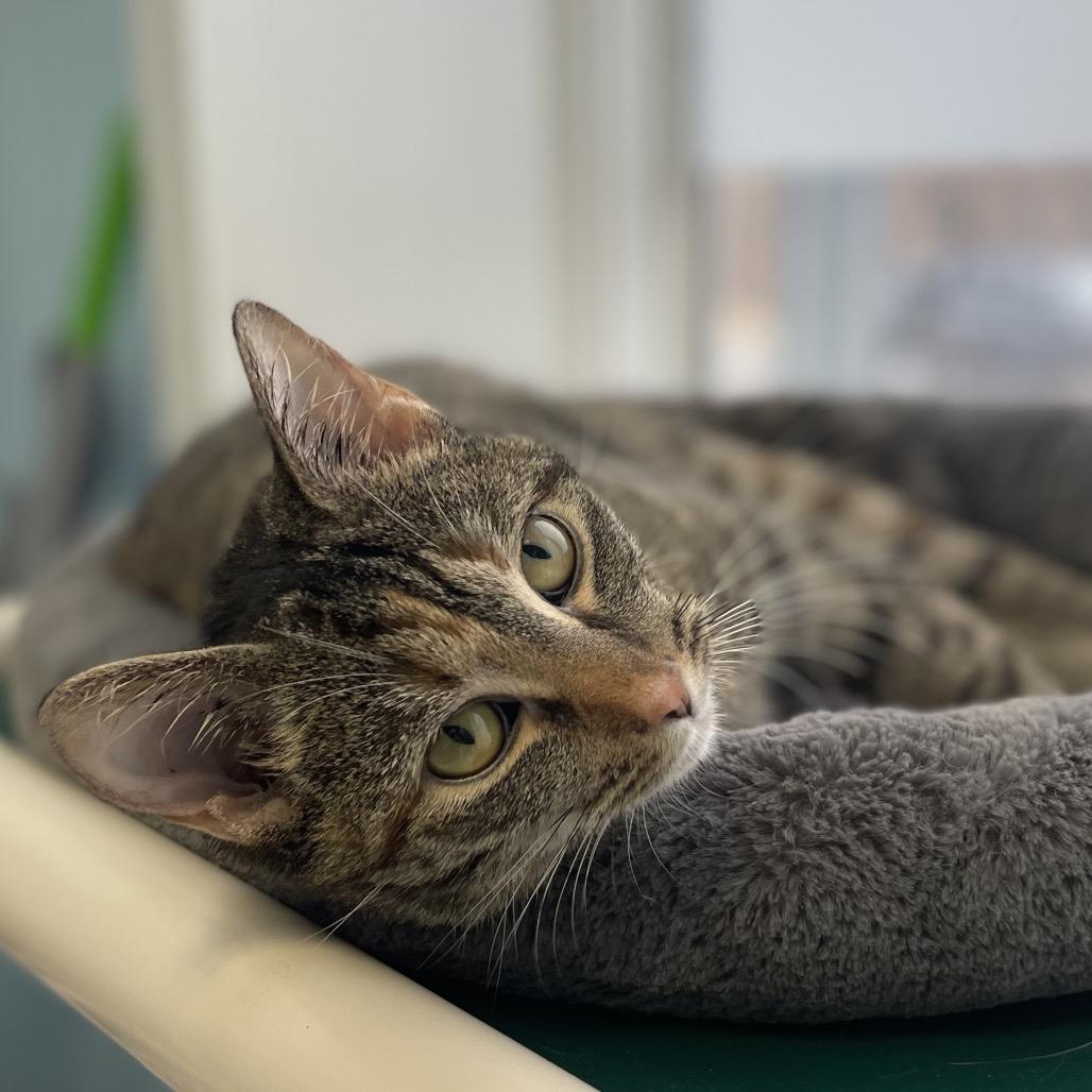 Enlarge Squirt, a Adoptable Domestic Short Hair in New Fairfield, CT image 3/6