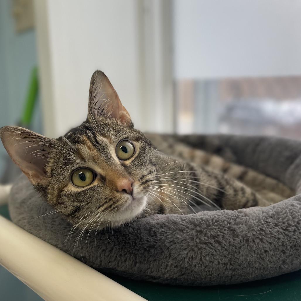 Enlarge Squirt, a Adoptable Domestic Short Hair in New Fairfield, CT image 4/6