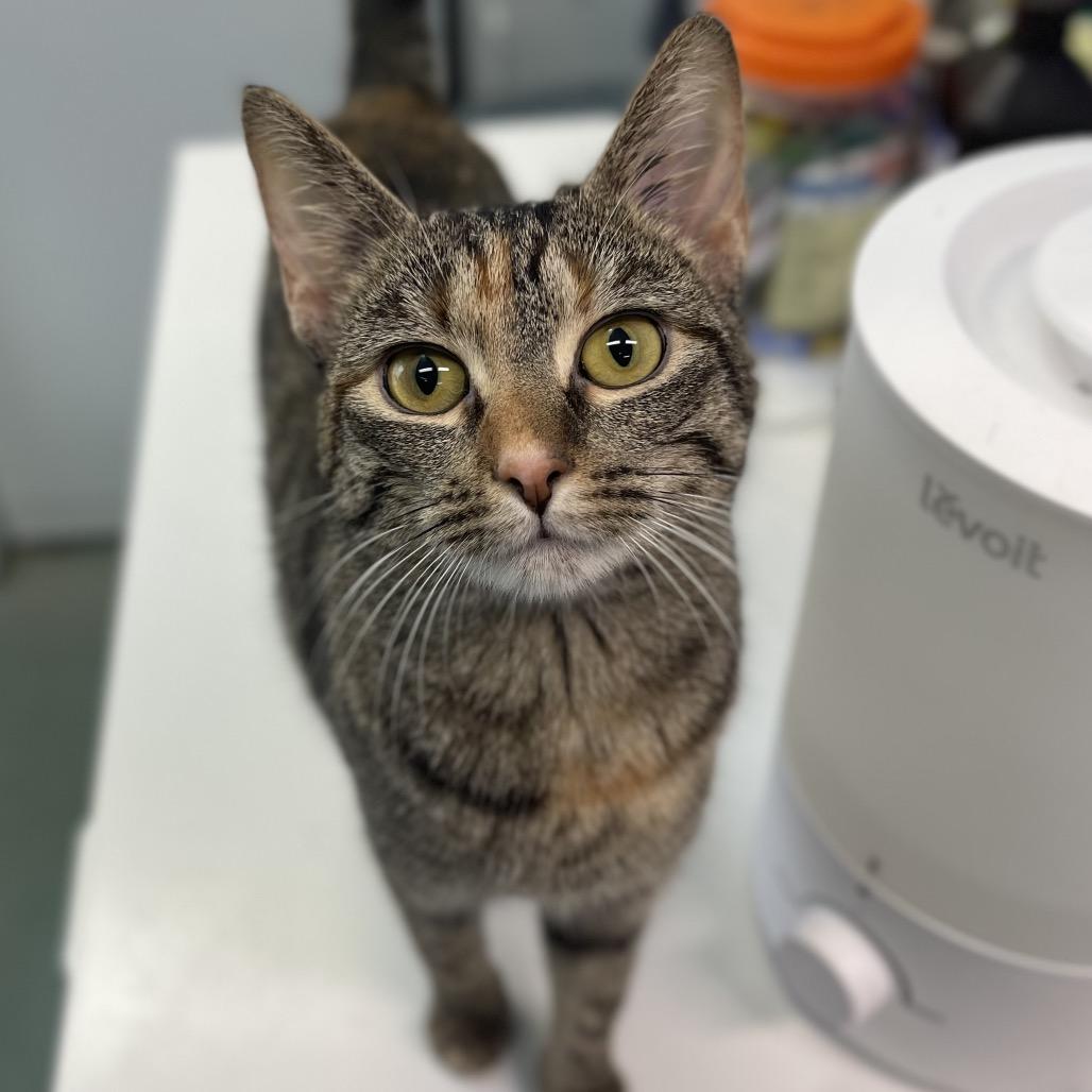 Enlarge Squirt, a Adoptable Domestic Short Hair in New Fairfield, CT image 5/6