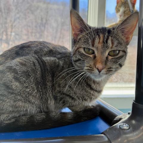 Enlarge Squirt, a Adoptable Domestic Short Hair in New Fairfield, CT image 6/6