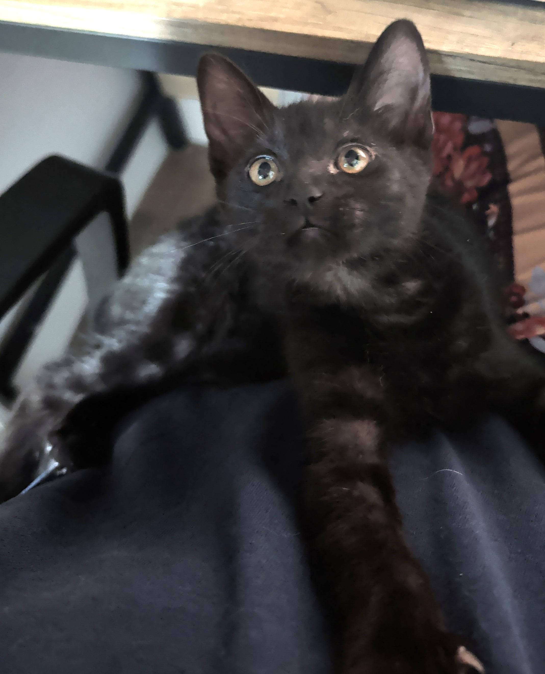 Enlarge Daisy — 16-Week-Old Black Girl, a ADOPTABLE Domestic Short Hair in Prescott, AZ image 3/3
