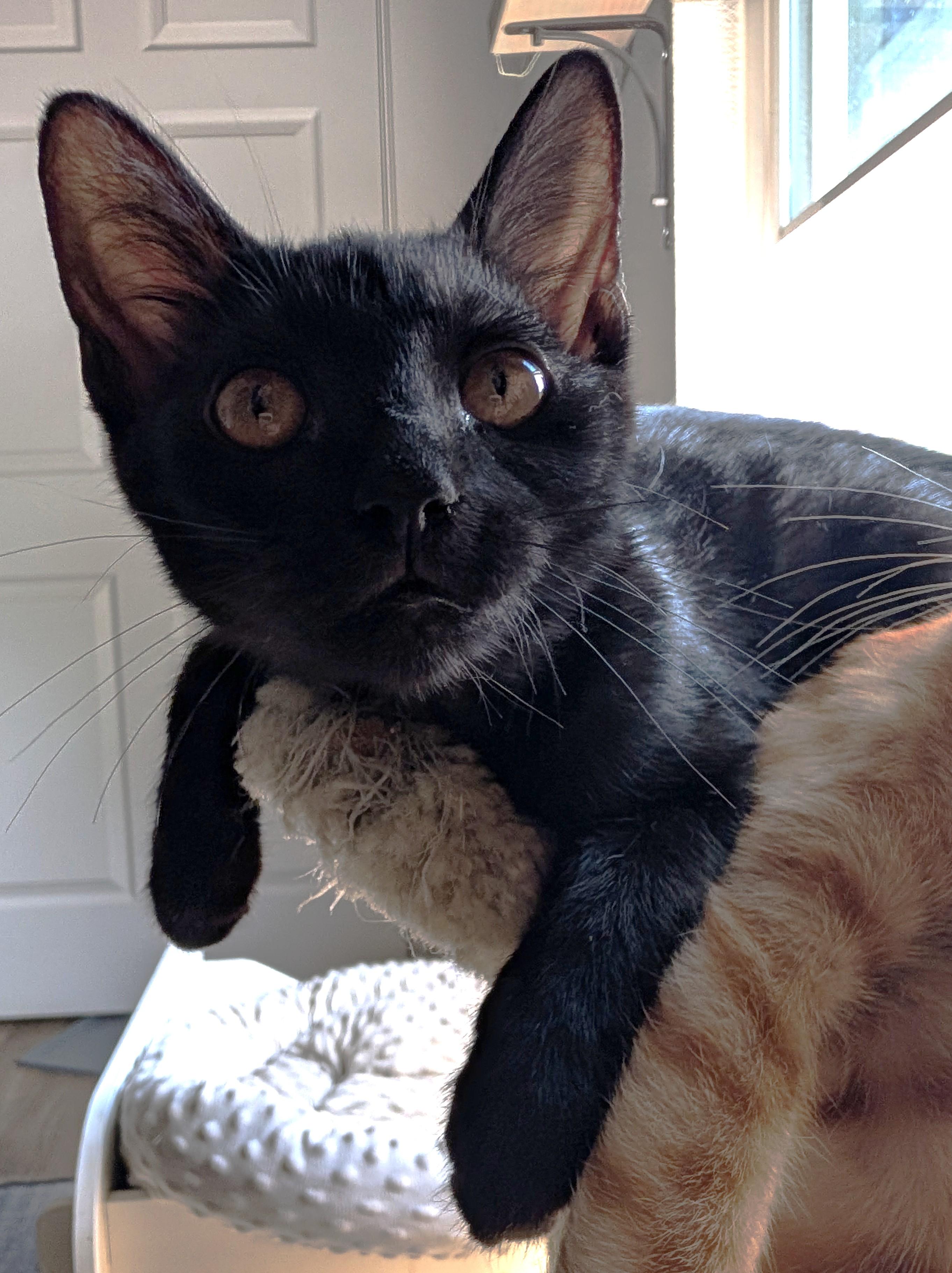 Enlarge Daisy — 16-Week-Old Black Girl, a ADOPTABLE Domestic Short Hair in Prescott, AZ image 2/3