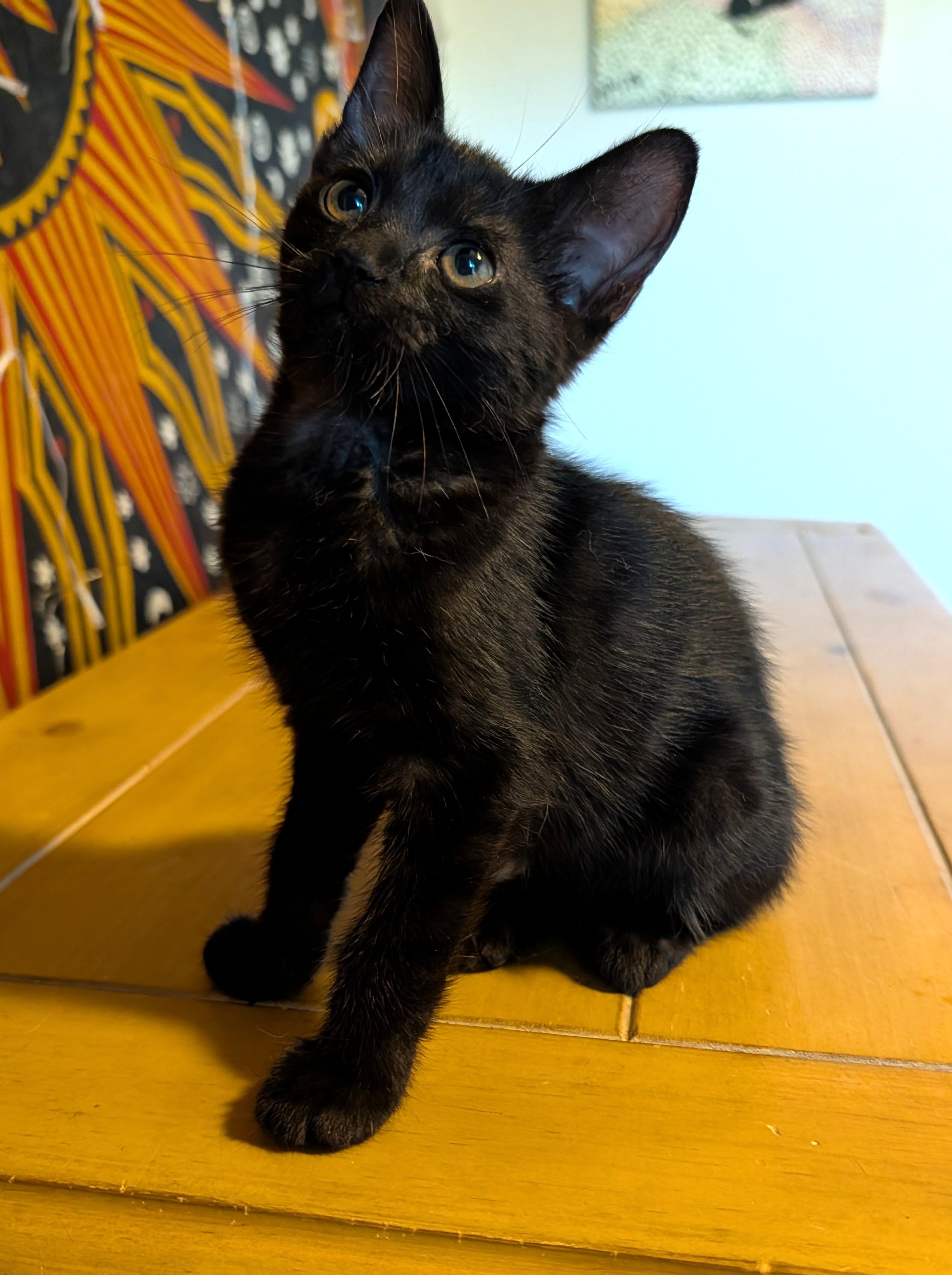 Daisy — 16-Week-Old Black Girl, ADOPTABLE, Kitten Female Domestic Short Hair.