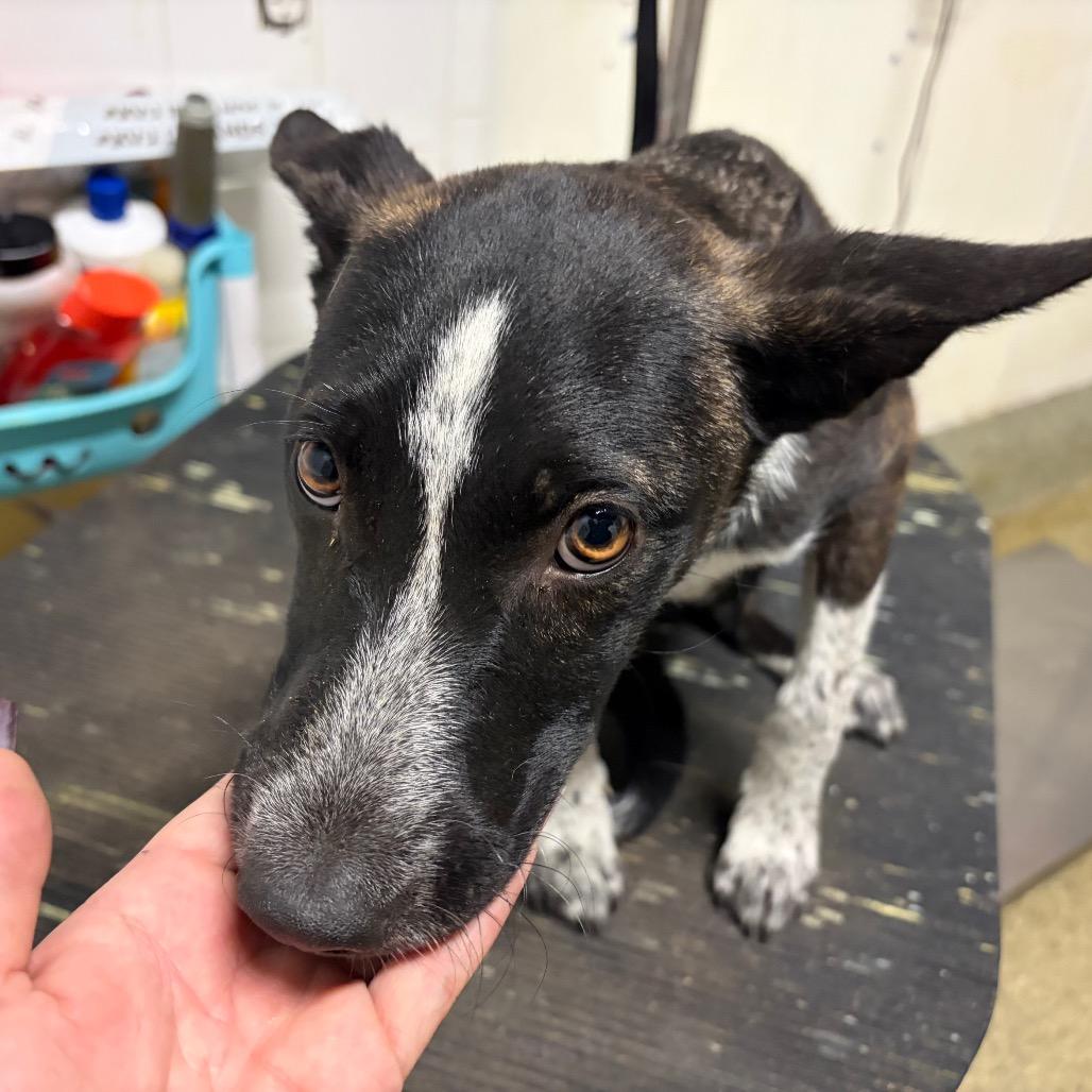 IVHS-Stray-144024, ADOPTABLE, Young • Female, Dutch Shepherd.