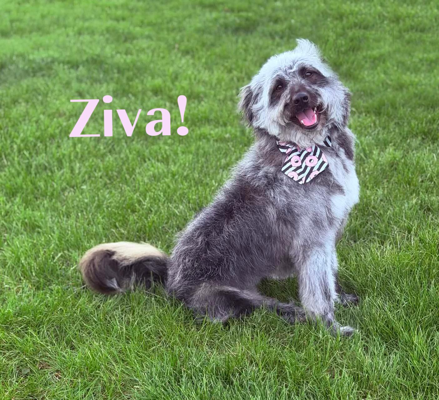 Ziva, ADOPTABLE, Adult Female Australian Shepherd & Poodle.