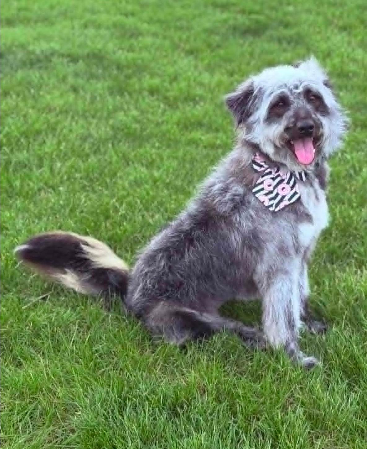 Enlarge Ziva, a ADOPTABLE mixed breed in Wapakoneta, OH image 2/4