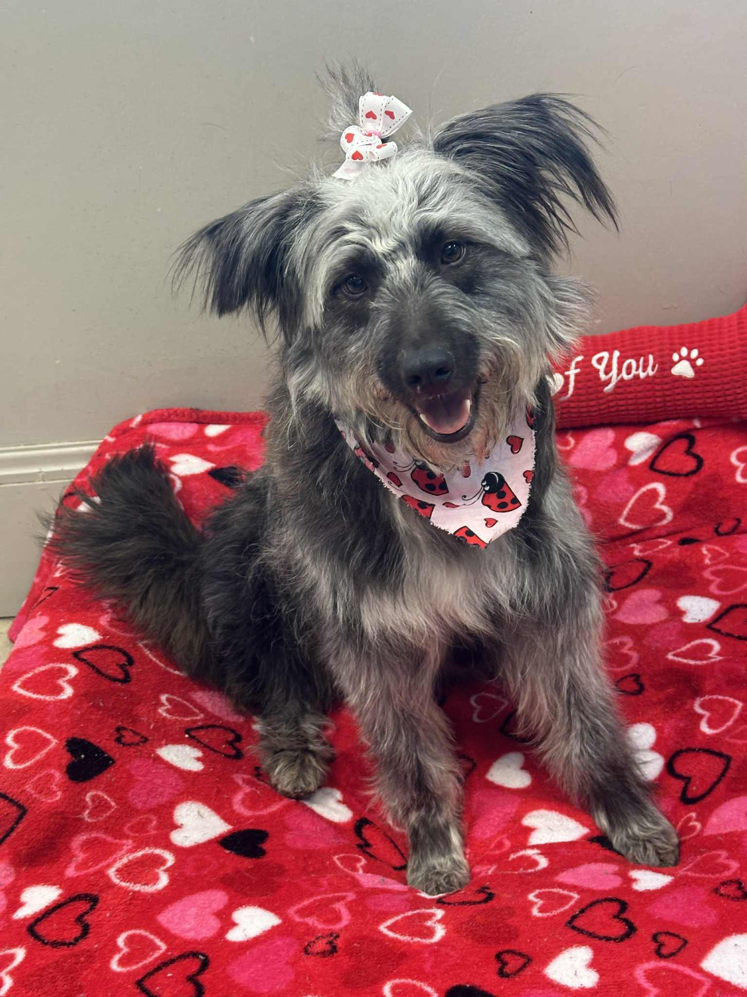 Enlarge Ziva, a ADOPTABLE mixed breed in Wapakoneta, OH image 3/4