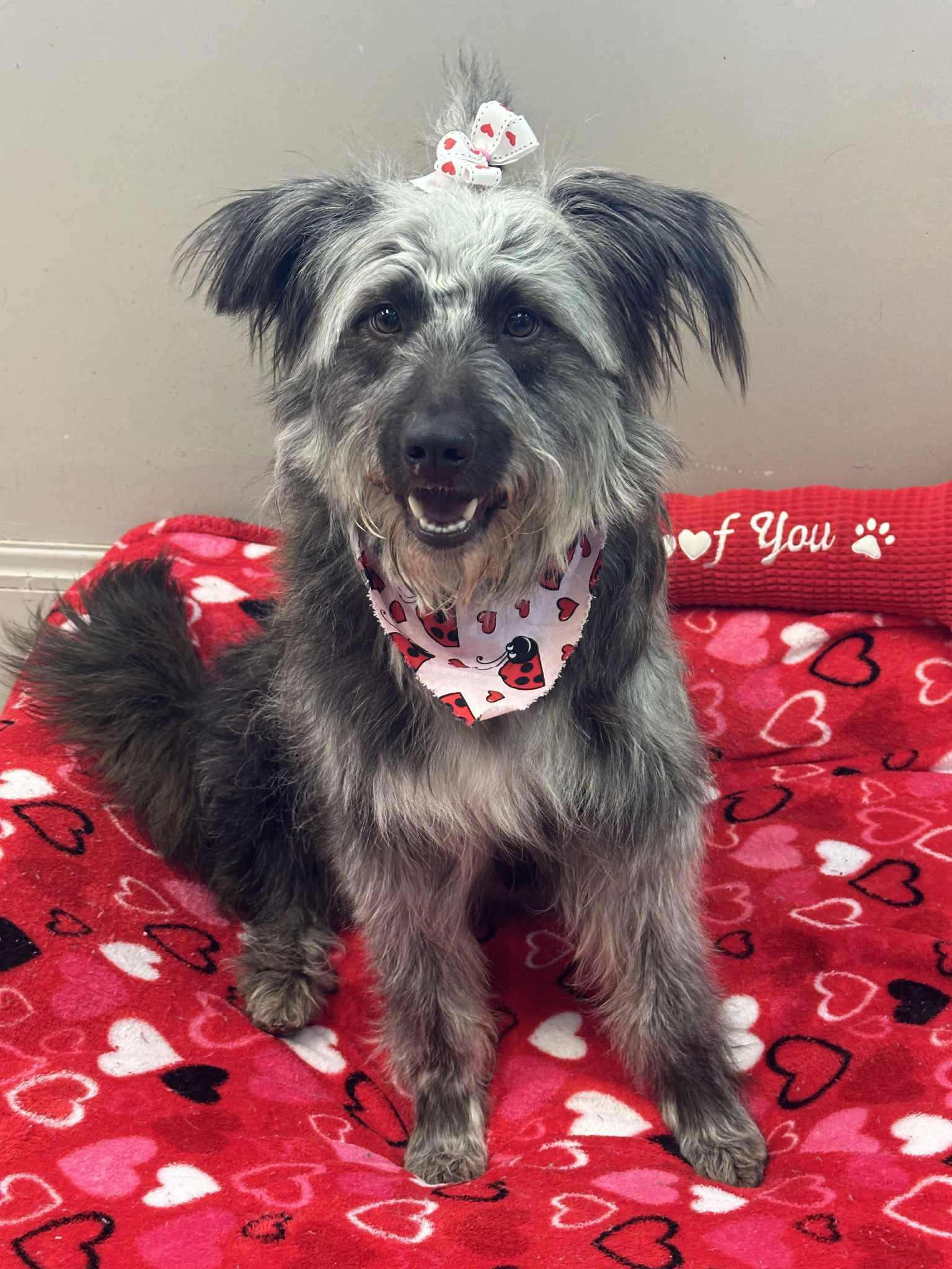 Enlarge Ziva, a ADOPTABLE mixed breed in Wapakoneta, OH image 4/4