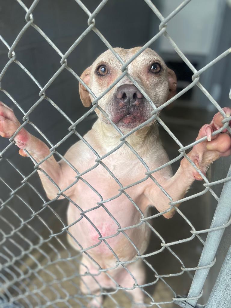 Luna, ADOPTABLE, Adult Female Pit Bull Terrier & Beagle.