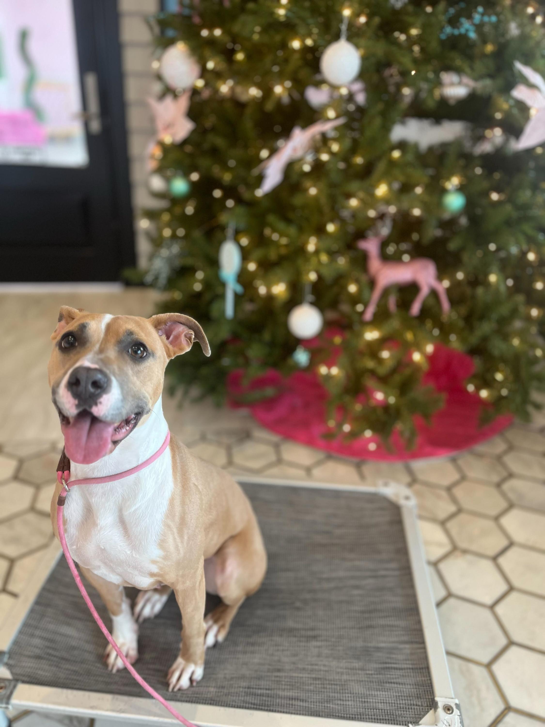 Enlarge Brioche , a ADOPTABLE mixed breed in O'Fallon, MO image 1/1
