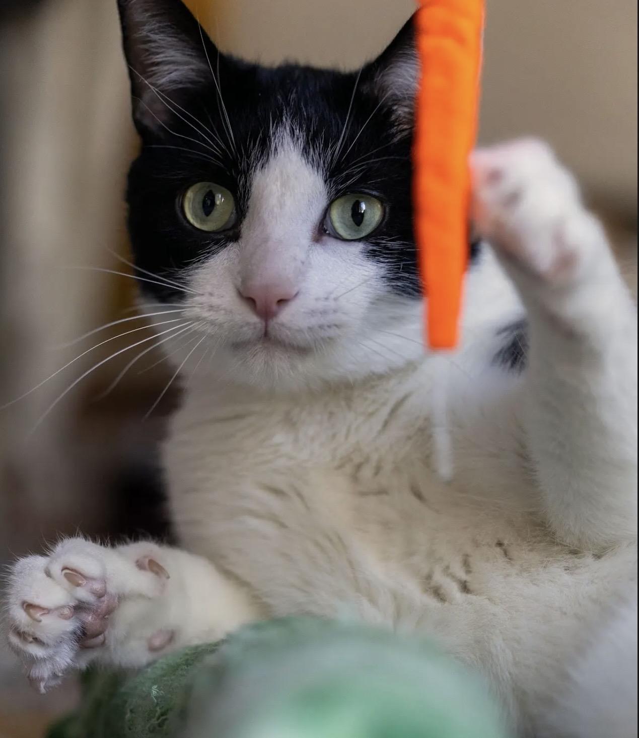 Enlarge Striker Doyle, an adoptable Domestic Short Hair in Denver, CO image 4/6
