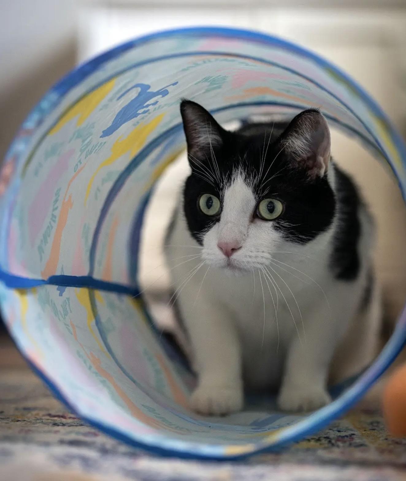 Enlarge Striker Doyle, an adoptable Domestic Short Hair in Denver, CO image 5/6