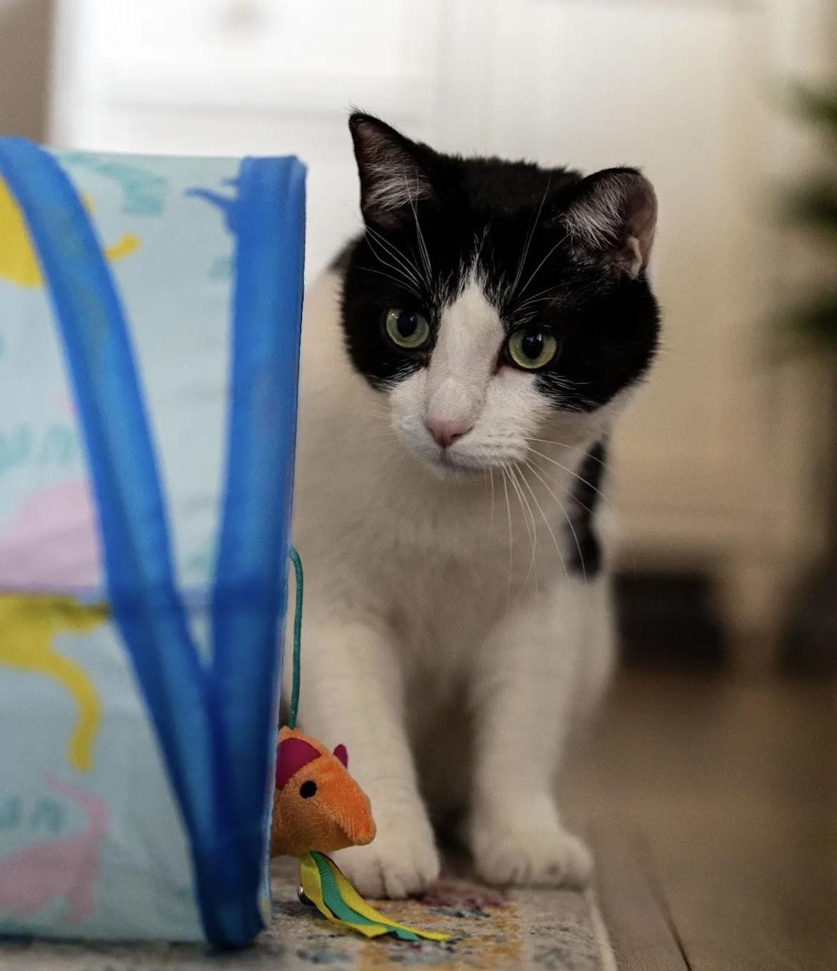 Enlarge Striker Doyle, an adoptable Domestic Short Hair in Denver, CO image 3/6