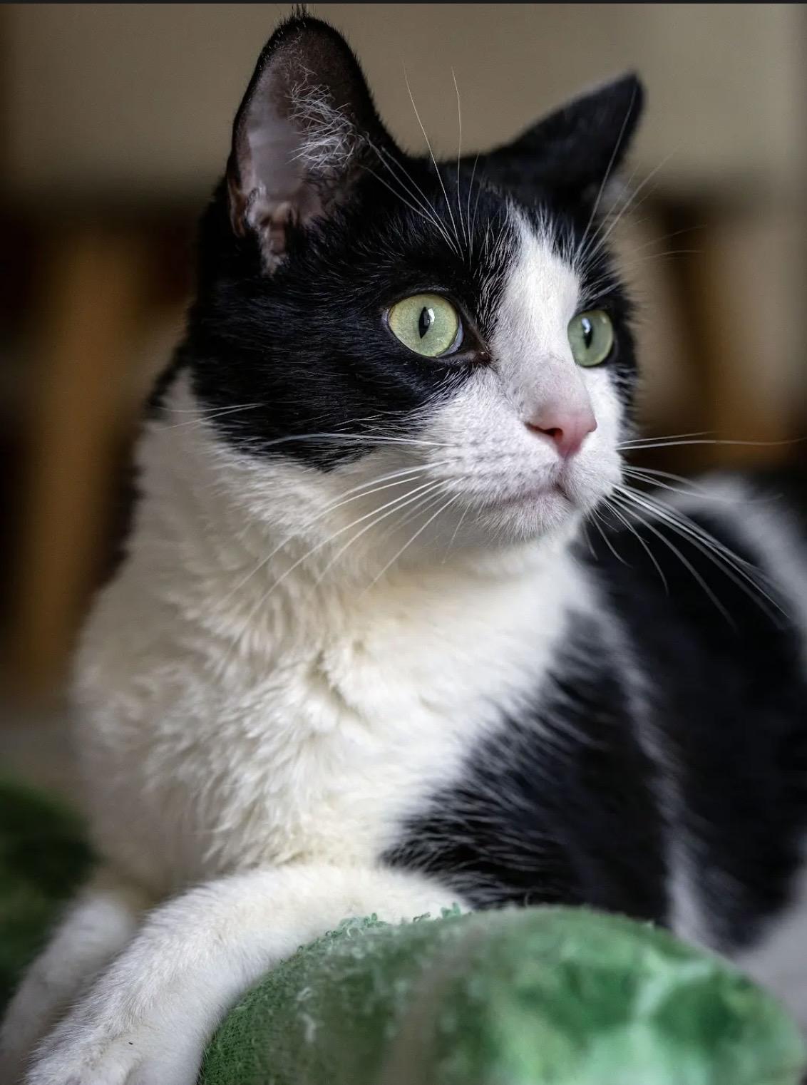 Enlarge Striker Doyle, an adoptable Domestic Short Hair in Denver, CO image 1/6