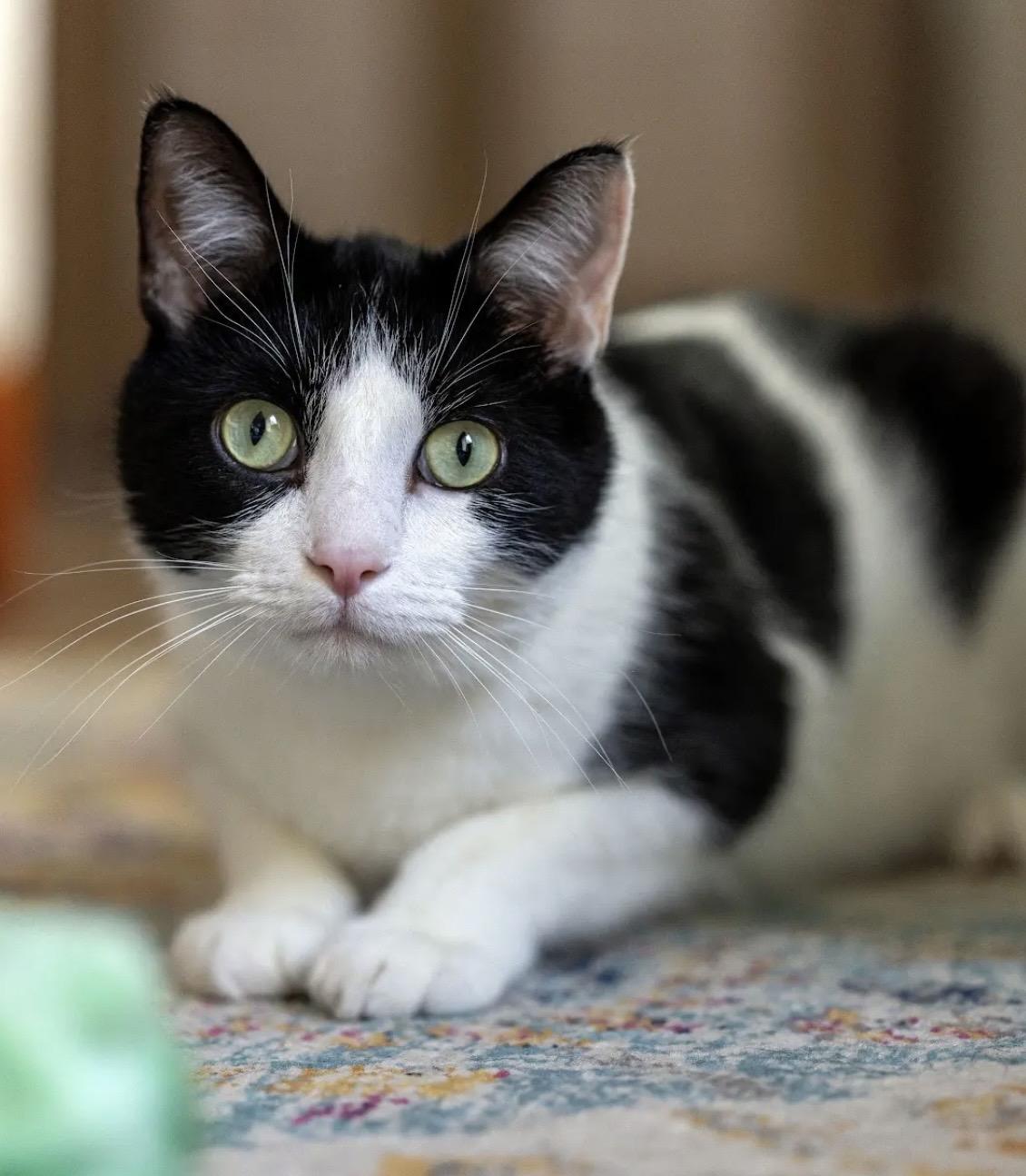 Enlarge Striker Doyle, an adoptable Domestic Short Hair in Denver, CO image 6/6