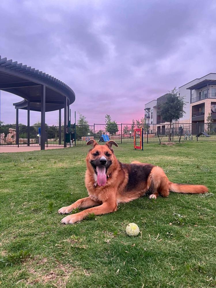 Enlarge Astra, a Adoptable mixed breed in Sealy, TX image 1/6