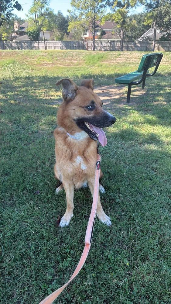 Enlarge Astra, a Adoptable mixed breed in Sealy, TX image 2/6