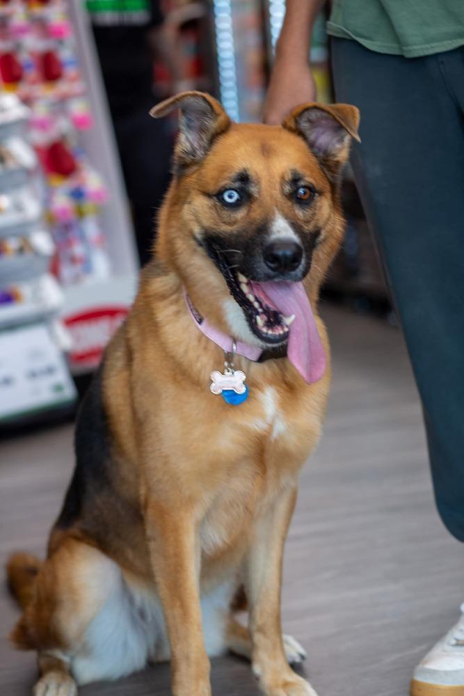 Enlarge Astra, a Adoptable mixed breed in Sealy, TX image 1/6