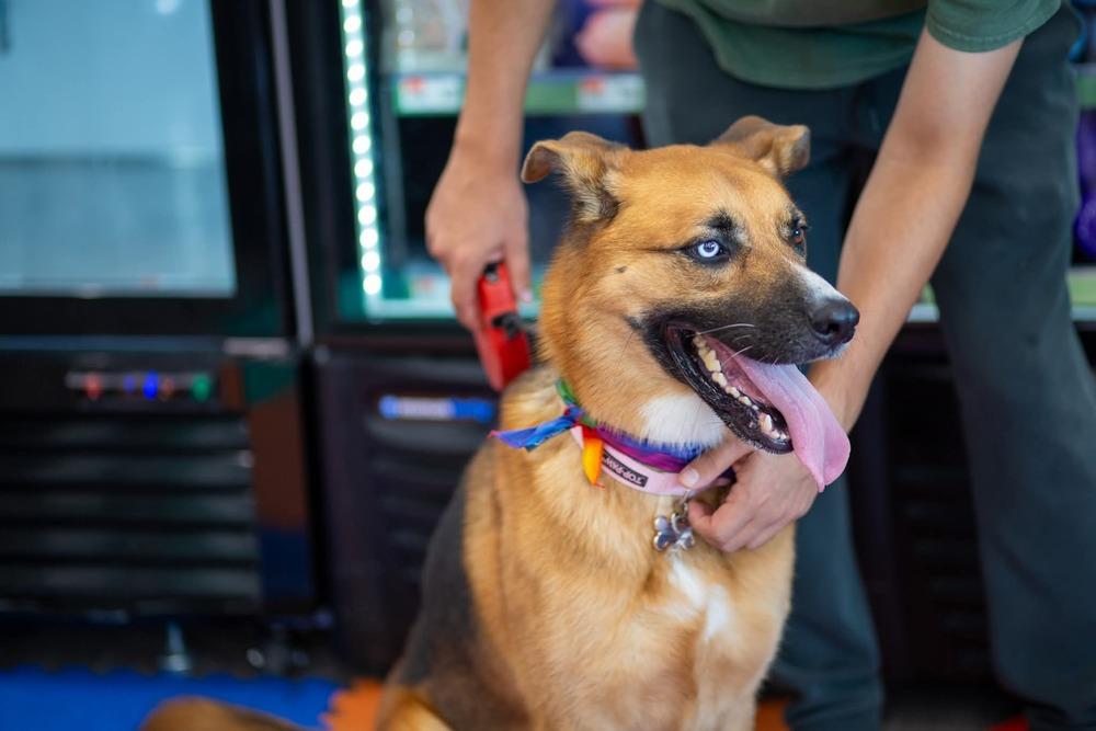 Enlarge Astra, a Adoptable mixed breed in Sealy, TX image 2/6