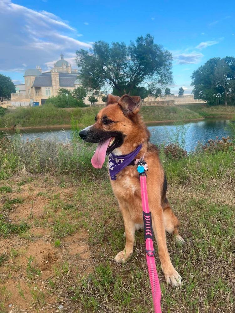 Enlarge Astra, a Adoptable mixed breed in Sealy, TX image 4/6