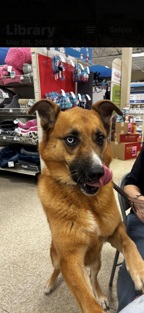 Enlarge Astra, a Adoptable mixed breed in Sealy, TX image 3/6